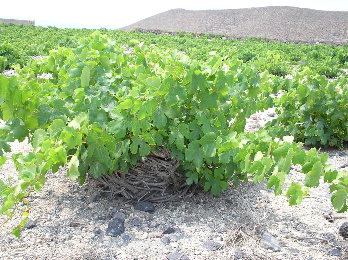 Vinhas em santorini grecia