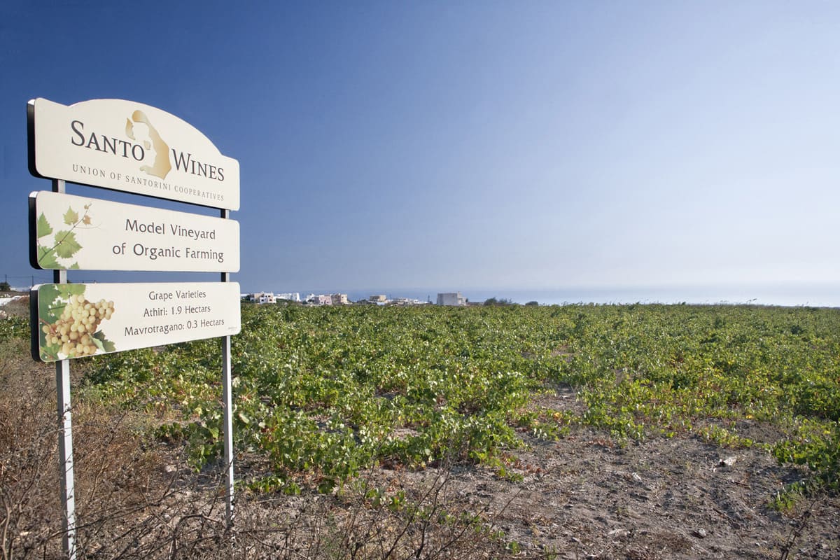 Vinhas de vinho em santorini grecia